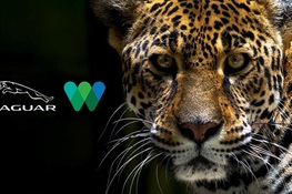 Jaguar North America Teams up With WCS to Raise Awareness for International Jaguar Day